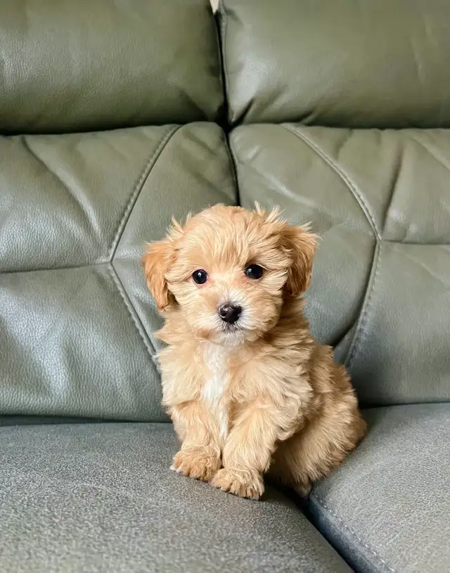 TINY TOY Maltipoo 5-6lbs adult (Maltese X toy poodle) - Photo 4
