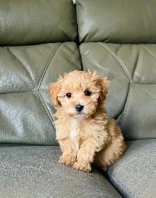 TINY TOY Maltipoo 5-6lbs adult (Maltese X toy poodle) - Photo 4