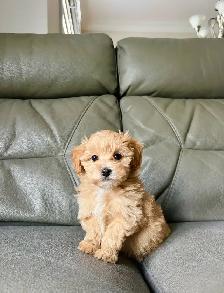 TINY TOY Maltipoo 5-6lbs adult (Maltese X toy poodle) - Photo 5