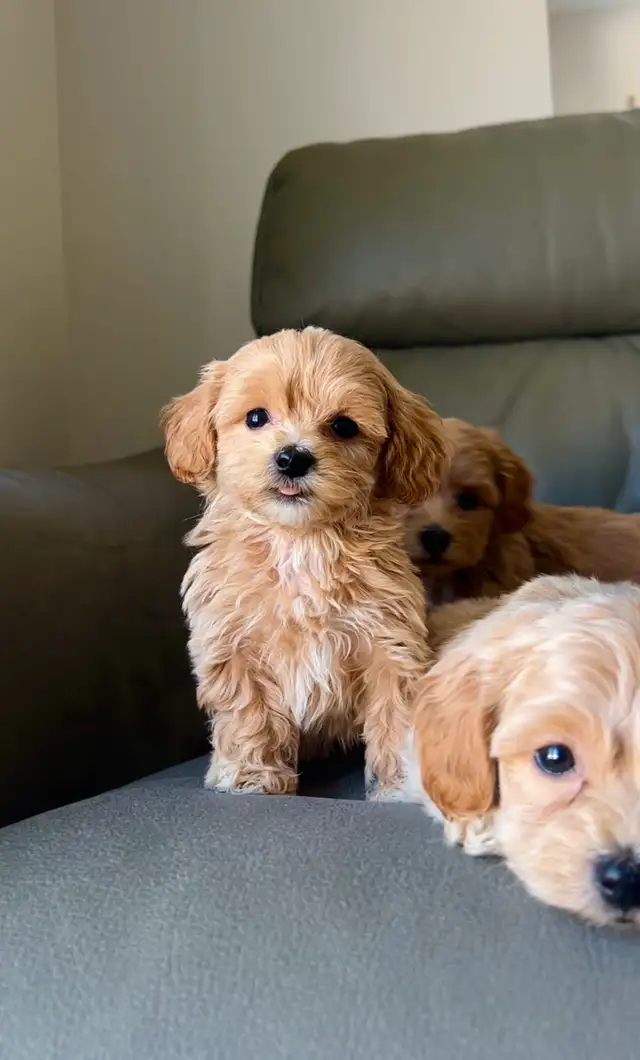 TINY TOY Maltipoo 5-6lbs adult (Maltese X toy poodle) - Photo 6