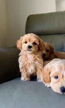 TINY TOY Maltipoo 5-6lbs adult (Maltese X toy poodle) - Photo 6