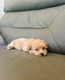TINY TOY Maltipoo 5-6lbs adult (Maltese X toy poodle) - Photo 7