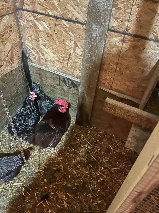 Rhode Island Red rooster
