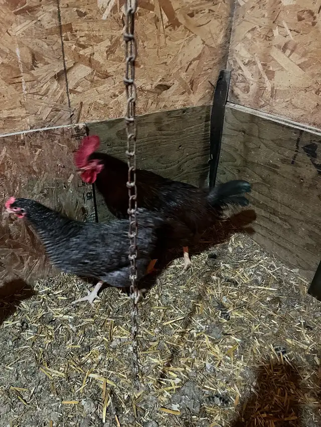 Rhode Island Red rooster - Photo 2