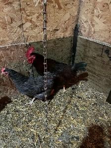 Rhode Island Red rooster - Photo 2