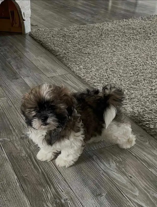 shih tzu puppy for sale