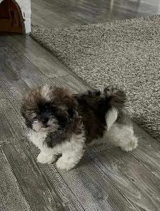 shih tzu puppy for sale