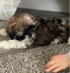 shih tzu puppy for sale - Photo 2
