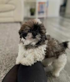 shih tzu puppy for sale - Photo 3