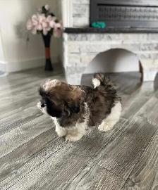 shih tzu puppy for sale - Photo 4