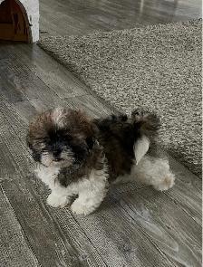 shih tzu puppy for sale - Photo 5
