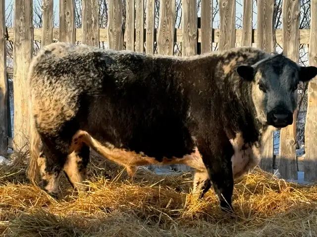 Speckled Park Bull For Sale