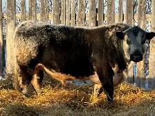 Speckled Park Bull For Sale