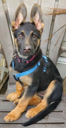 Dog Sitter /Dog Boarding and Overnight Pet Sitting - Photo 7