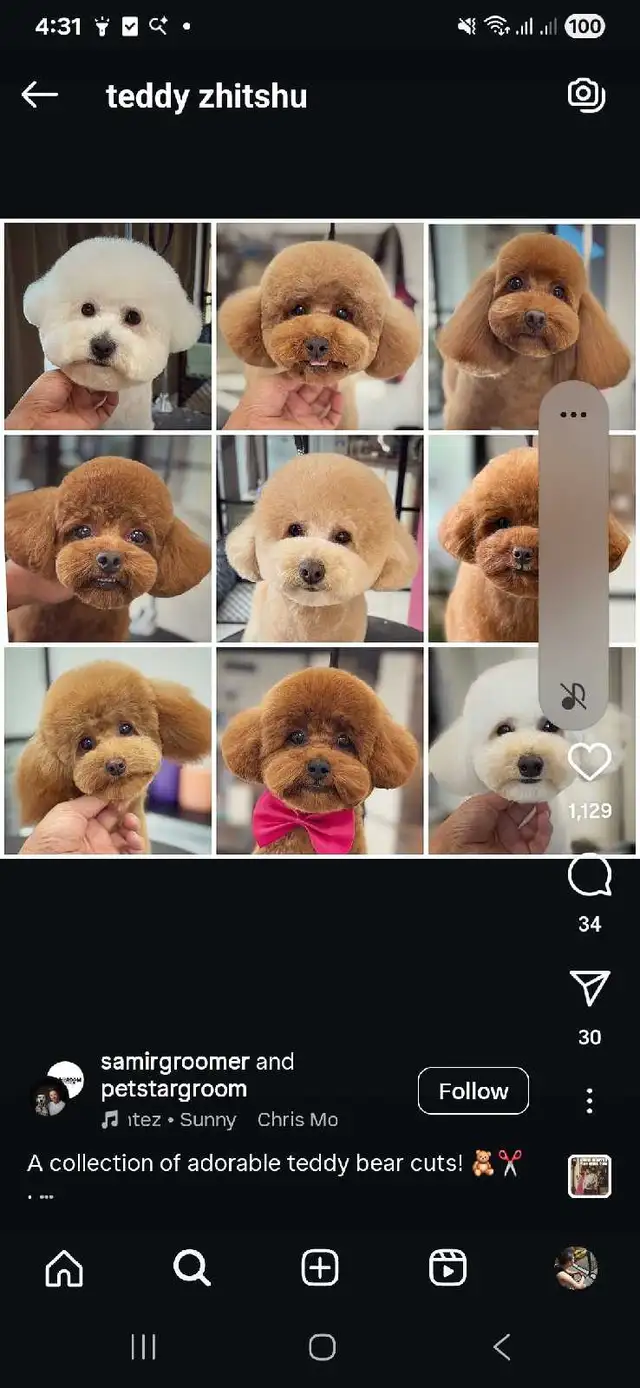 Ken the pet groomer - Photo 2