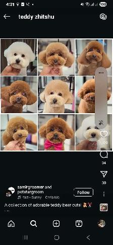 Ken the pet groomer - Photo 2