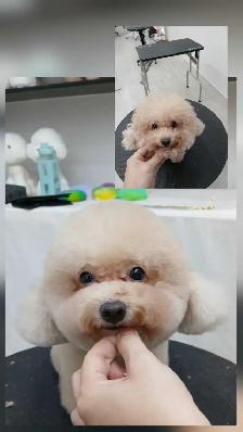 Ken the pet groomer - Photo 3