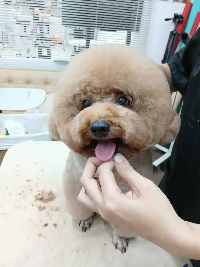 Ken the pet groomer - Photo 4