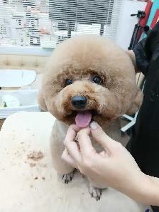 Ken the pet groomer - Photo 4