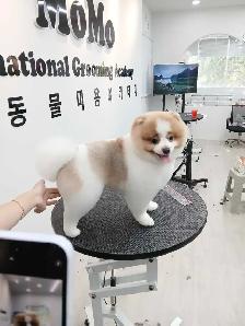 Ken the pet groomer - Photo 5