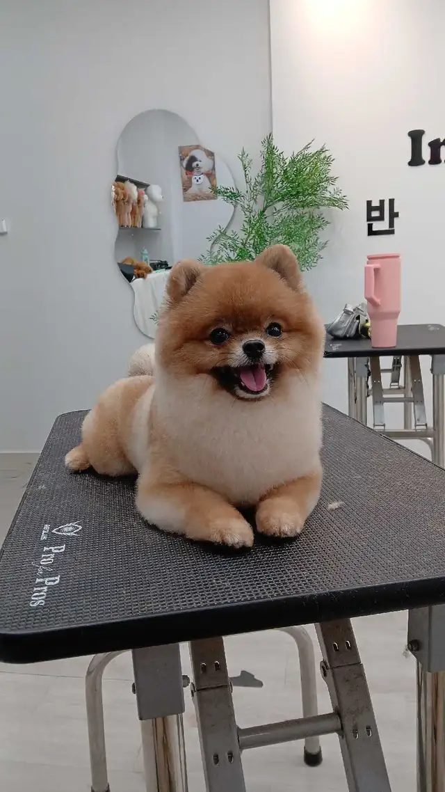 Ken the pet groomer - Photo 7