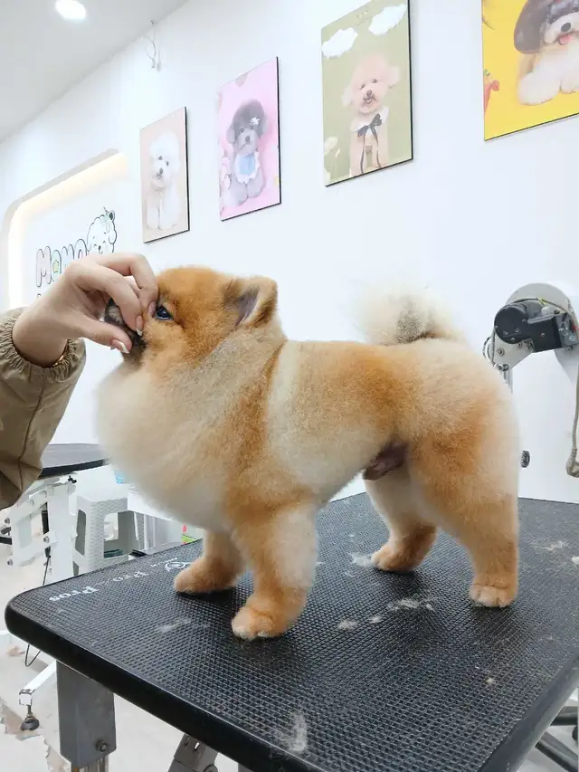 Ken the pet groomer - Photo 8