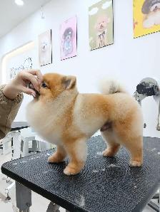 Ken the pet groomer - Photo 8