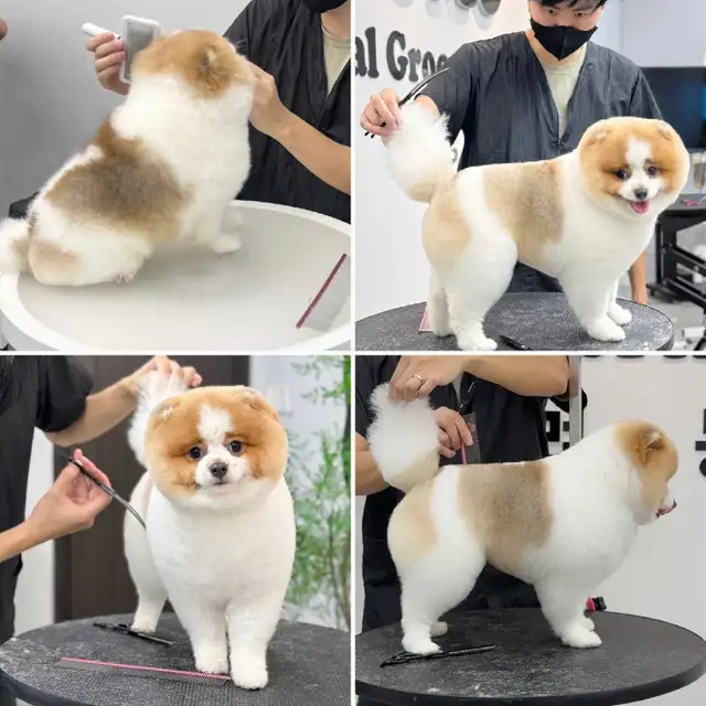 Ken the pet groomer - Photo 10