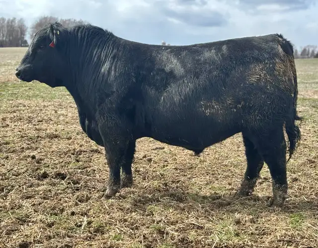ANGUS BULLS FOR SALE