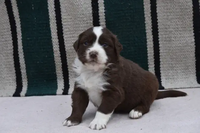 Australian shepherd female puppies