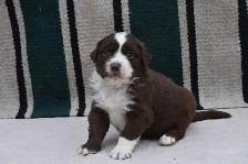 Australian shepherd female puppies