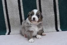 Australian shepherd female puppies - Photo 2