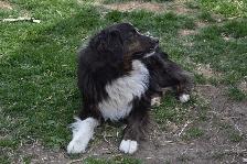 Australian shepherd female puppies - Photo 3
