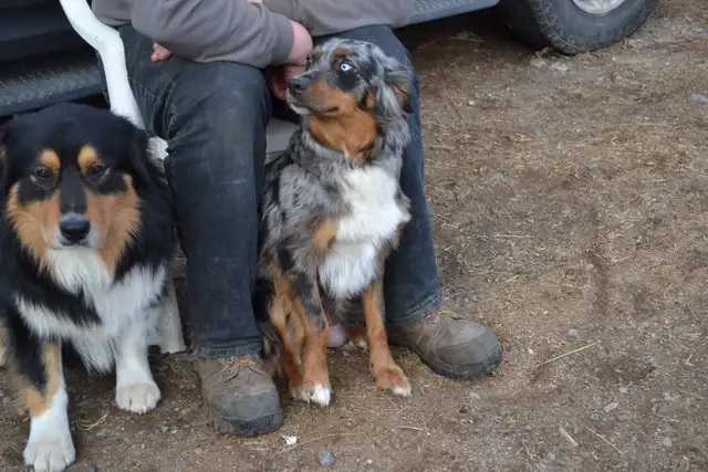 Australian shepherd female puppies - Photo 4