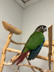 Hand raised Baby green cheek conure