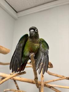 Hand raised Baby green cheek conure - Photo 2