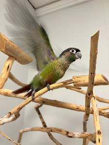 Hand raised Baby green cheek conure - Photo 3