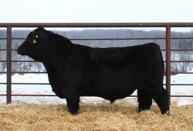 Purebred Simmental bulls