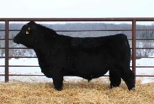 Purebred Simmental bulls