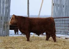 Purebred Simmental bulls - Photo 2