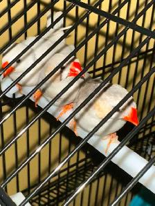 cage oiseau neuve - Photo 2