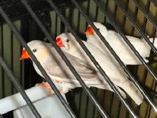 cage oiseau neuve - Photo 3