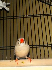 cage oiseau neuve - Photo 4