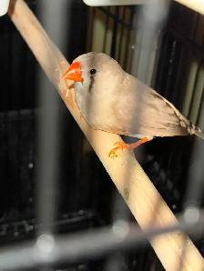 cage oiseau neuve - Photo 5