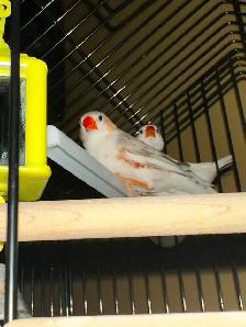 cage oiseau neuve - Photo 6