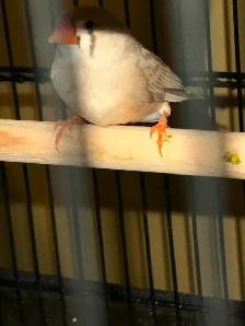 cage oiseau neuve - Photo 7