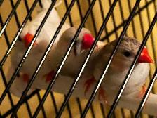 cage oiseau neuve - Photo 8