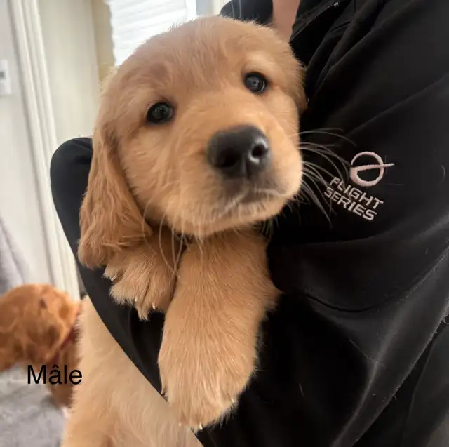 Golden retriever