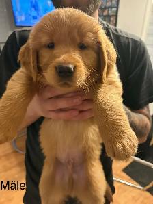 Golden retriever - Photo 2