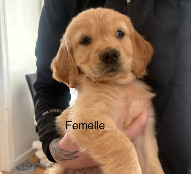 Golden retriever - Photo 3